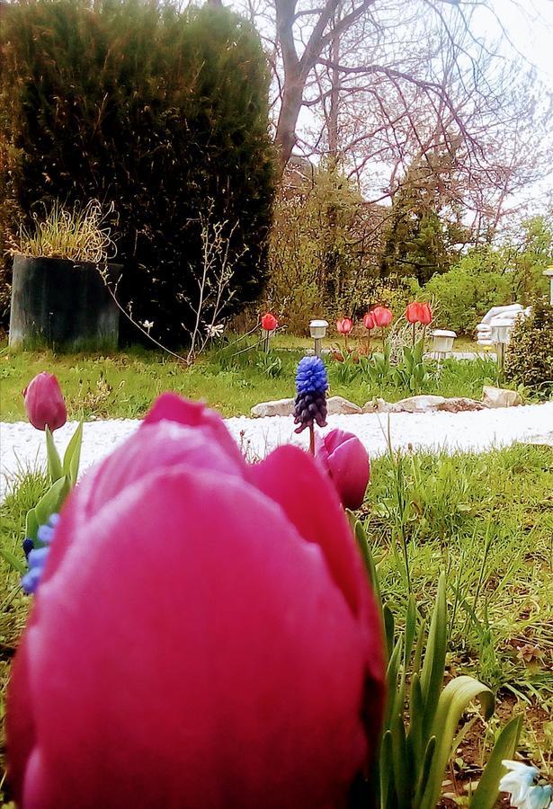 La Mirabelle-Casteil Country House Konuk evi Dış mekan fotoğraf